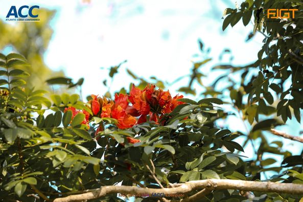 สนามกอล์ฟ กบินทร์บุรี สปอร์ตคลับ Kbsc flower nature and tree สนามกอล์ฟ กบินทร์บุรี สปอร์ตคลับ Kbsc flower nature and tree