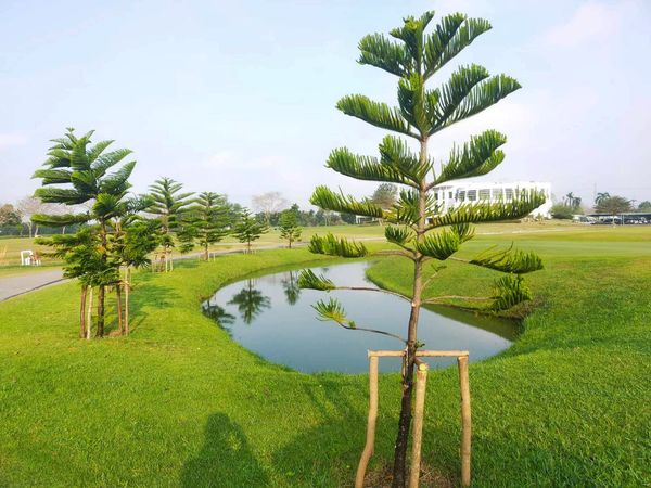 Northern Rangsit Golf Club tree and outdoors