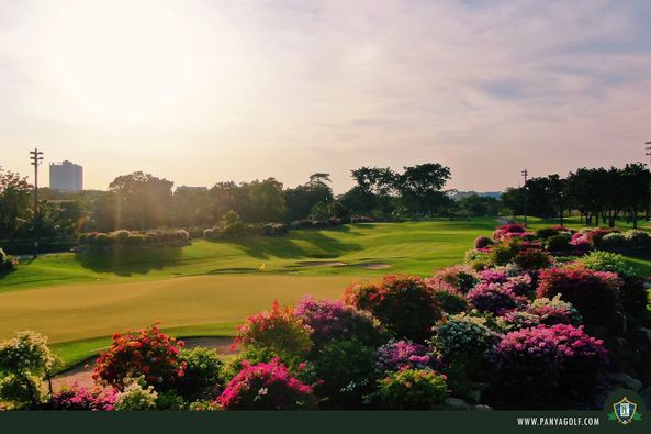 flower tree nature and golf course flower tree nature and golf course