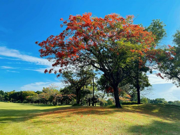 สนามกอล์ฟไดนาสตี้ แอนด์ คันทรีคลับ Dynasty Golf amp Country Club tree and nature