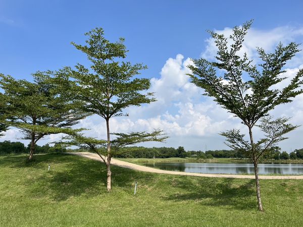 331 Golf Club ธรรมชาติ ต้นไม้ ท้องฟ้า และ พื้นหญ้า