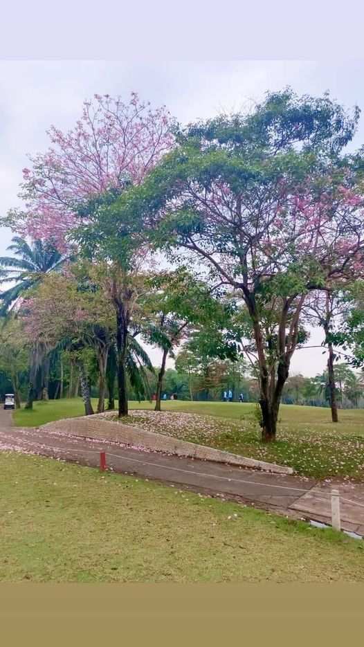 สนามกอล์ฟไดนาสตี้ แอนด์ คันทรีคลับ Dynasty Golf amp Country Club nature tree and grass