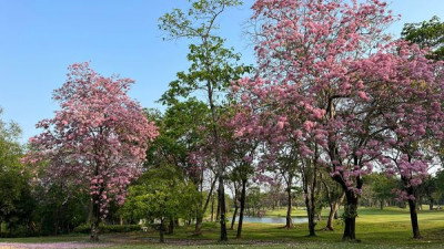 สวัสดียามเช้าค่ะ ด้วยการพาชมดอกชมพูพันธุ์ทิพย์ในสนาม ตอนนี้บานเต็มแล้ว สวยสุดๆ เลยค่