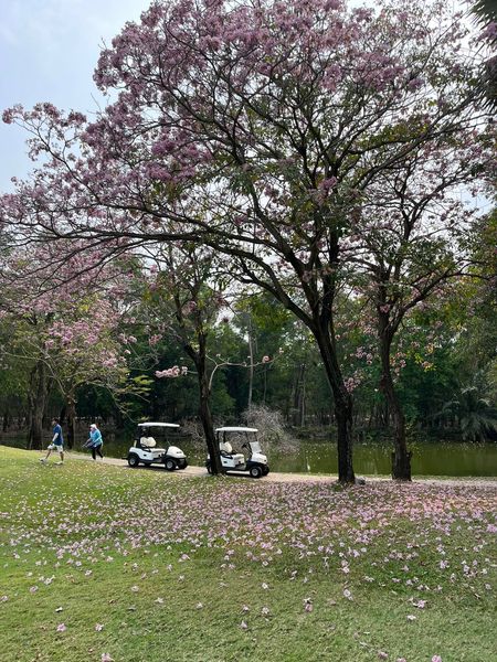 สนามกอล์ฟไดนาสตี้ แอนด์ คันทรีคลับ Dynasty Golf amp Country Club 2 people flower nature and tree
