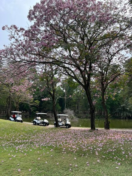 สนามกอล์ฟไดนาสตี้ แอนด์ คันทรีคลับ Dynasty Golf amp Country Club flower nature and tree