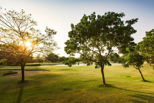 สนามกอล์ฟไดนาสตี้ แอนด์ คันทรีคลับ Dynasty Golf amp Country Club nature tree grass and golf course