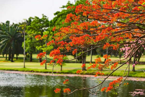 สนามกอล์ฟไดนาสตี้ แอนด์ คันทรีคลับ Dynasty Golf amp Country Club nature