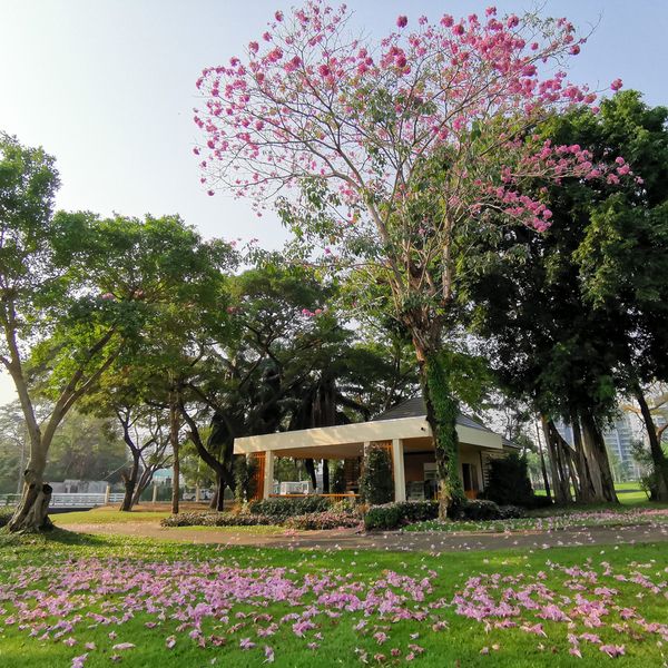 Thana City Country Club jacaranda