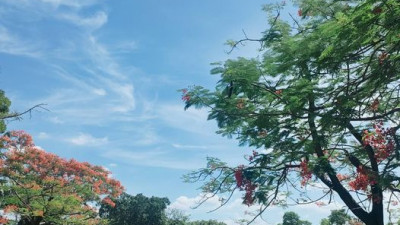 เช้านี้ที่สนามกอล์ฟไดนาสตี้ฝนไม่ตกนะคะ รถกอล์ฟลงสนามได้ปกติค่ะ
