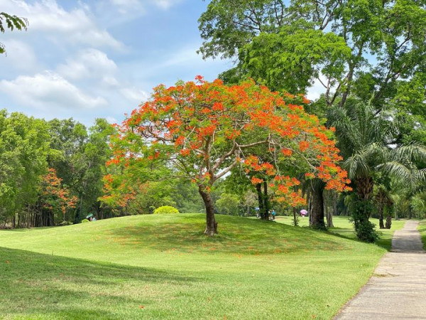สนามกอล์ฟไดนาสตี้ แอนด์ คันทรีคลับ Dynasty Golf amp Country Club tree