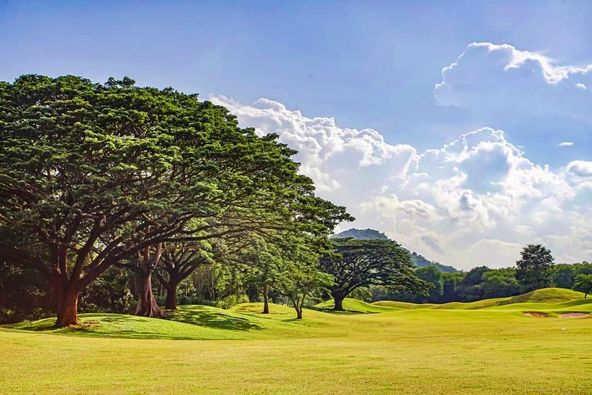 Bangpakong Riverside Country Club golf tree grass and golf course