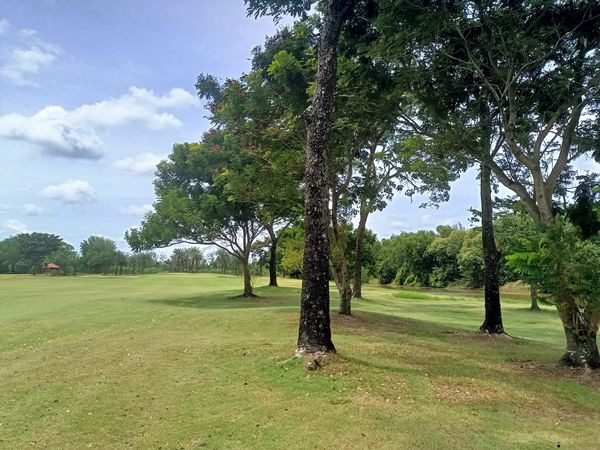 Bangpakong Riverside Country Club golf golf cart golf course tree and grass