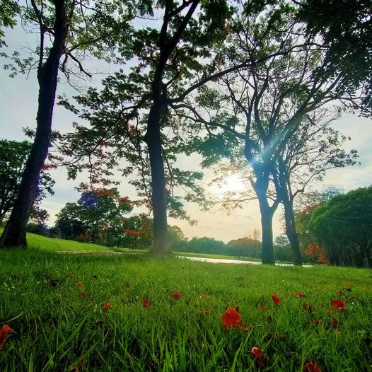 Krungthep Kreetha grass nature and twilight