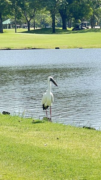 The Royal Golf amp Country Club pelican wading bird and golf course