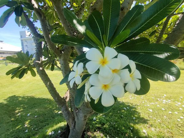 Uniland Golf amp Resort Thailand flower and tree