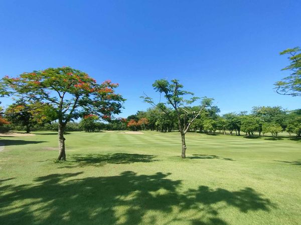 Uniland Golf amp Resort Thailand golf jacaranda tree golf course and grass
