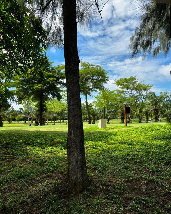 The Pine Golf Club nbsp พื้นหญ้า ต้นไม้ และ สนามกอล์ฟ