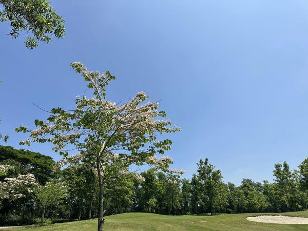 สนามกอล์ฟหริภุญชัย กอล์ฟคลับ tree golf course and grass