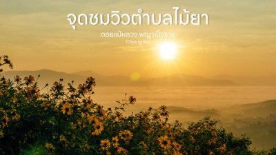 ดอกบัวตองนั้นบานอยู่บนยอดดอย