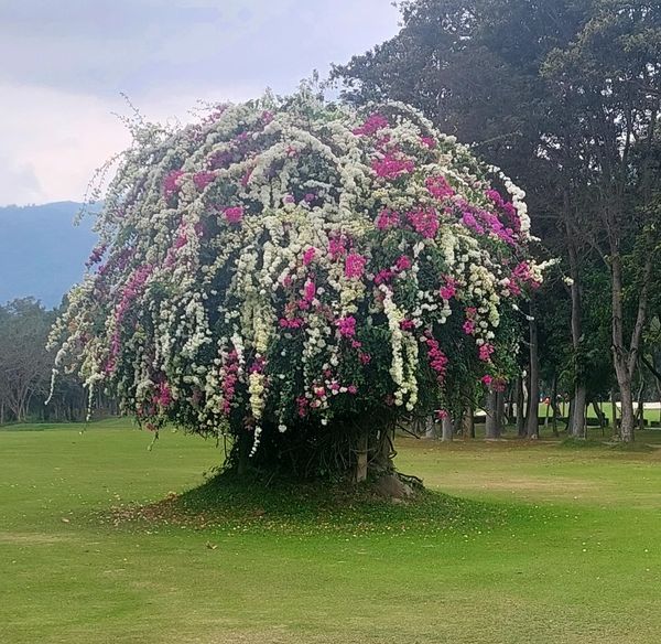 Lanna Golf Club 1 person flower tree and nature