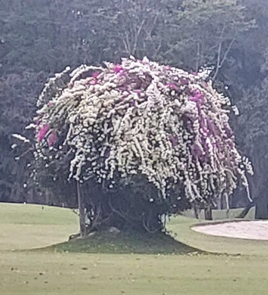 Lanna Golf Club flower tree and nature