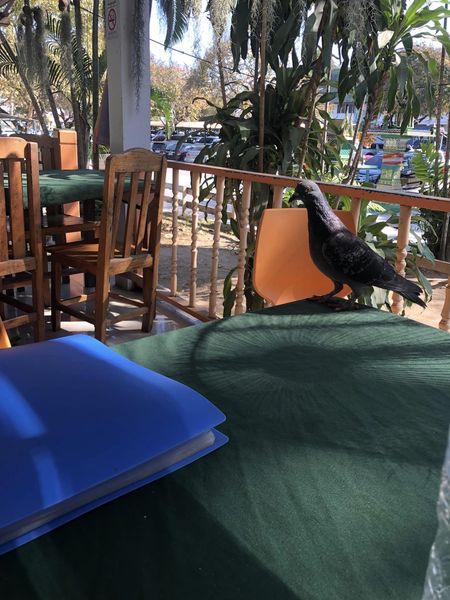 Lanna Golf Club 1 person pigeon and outdoors
