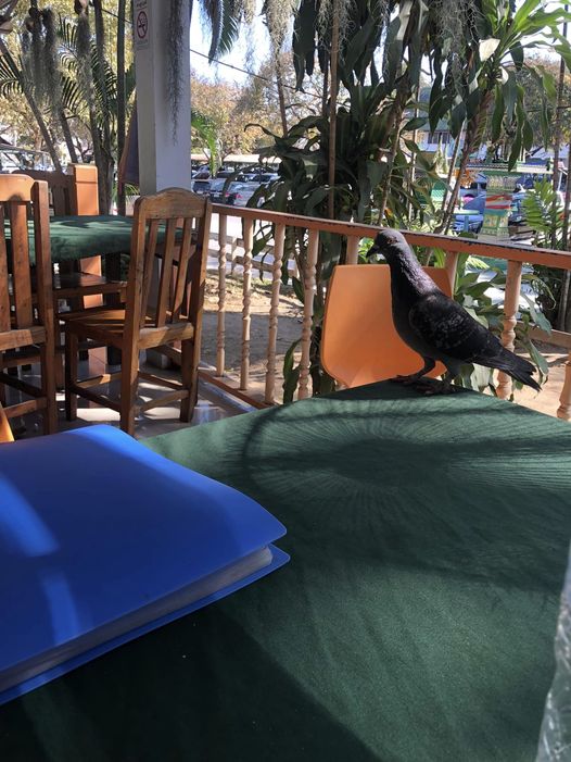 Lanna Golf Club 1 person pigeon and outdoors