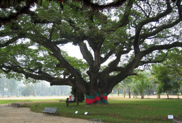 Chiangmai Gymkhana Club