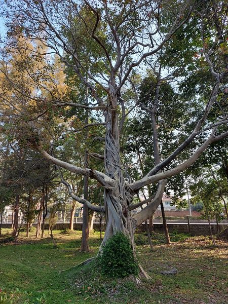 Lanna Golf Club nature and tree