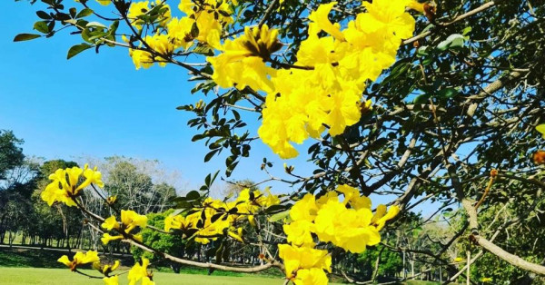 Maekok golf course flower nature and tree