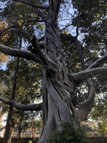 Lanna Golf Club tree and nature