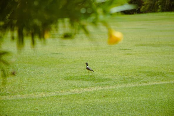 Springfield Royal Country Club golf hornbill limpkin meadowlark goose and golf course