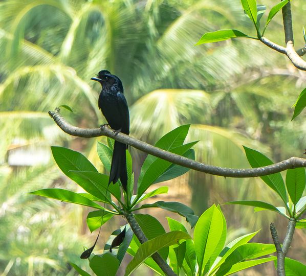 Springfield Royal Country Club hornbill