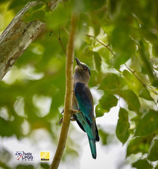 Springfield Royal Country Club nbsp hummingbird motmot hornbill and kingfisher
