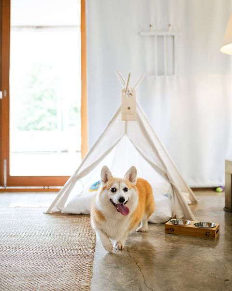 Kirimaya Khao Yai dog