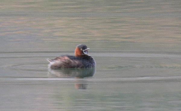 Khao Yai Country Club nbsp grebe