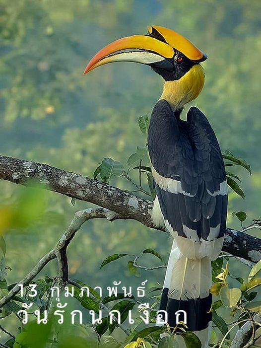 Khao Yai Country Club bird nature and text