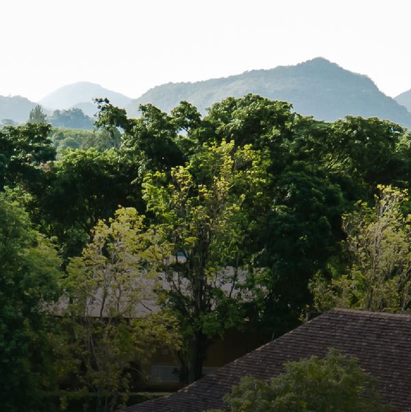 Kirimaya Khao Yai tree sky and nature
