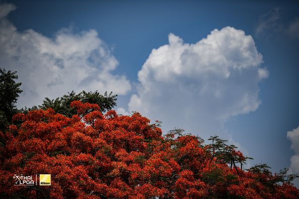 Panoramagolfclub cloud