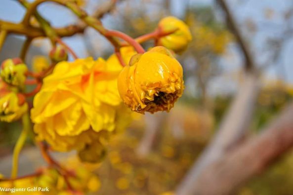 Wangjuntr Golf Park flower and nature Wangjuntr Golf Park flower and nature