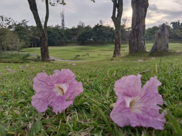 Wangjuntr Golf Park flower tree and nature Wangjuntr Golf Park flower tree and nature