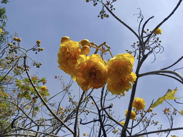 Wangjuntr Golf Park rose tree and nature Wangjuntr Golf Park rose tree and nature