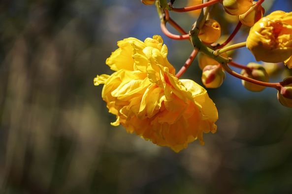 Wangjuntr Golf Park May be a closeup of flower and nature Wangjuntr Golf Park May be a closeup of flower and nature