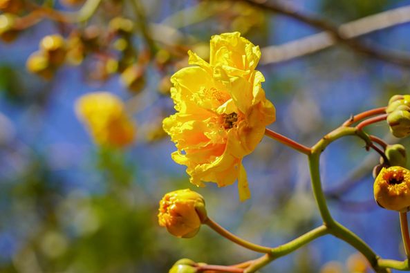 Wangjuntr Golf Park flower and nature Wangjuntr Golf Park flower and nature