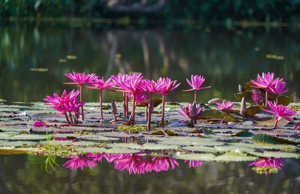 Wangjuntr Golf Park flower nature and body of water Wangjuntr Golf Park flower nature and body of water