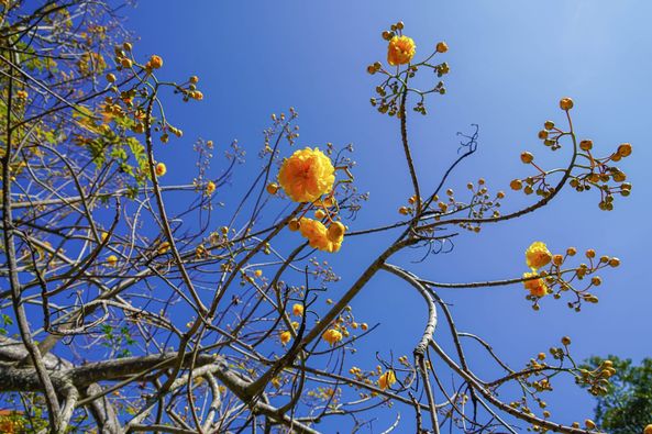 Wangjuntr Golf Park flower nature and tree Wangjuntr Golf Park flower nature and tree