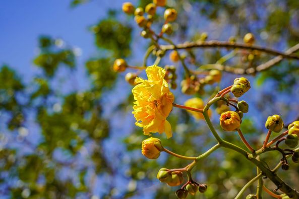 Wangjuntr Golf Park flower tree and nature Wangjuntr Golf Park flower tree and nature