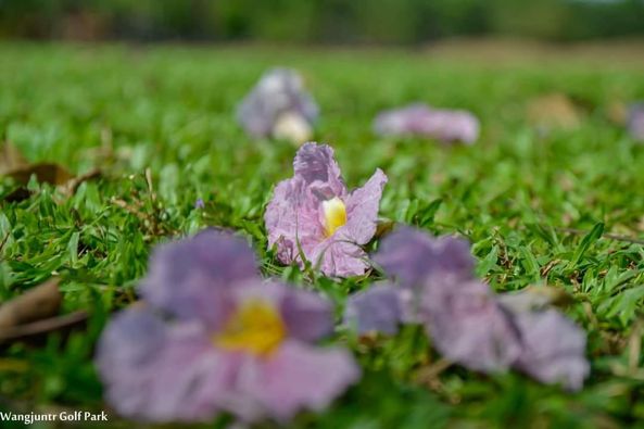 Wangjuntr Golf Park flower and nature Wangjuntr Golf Park flower and nature