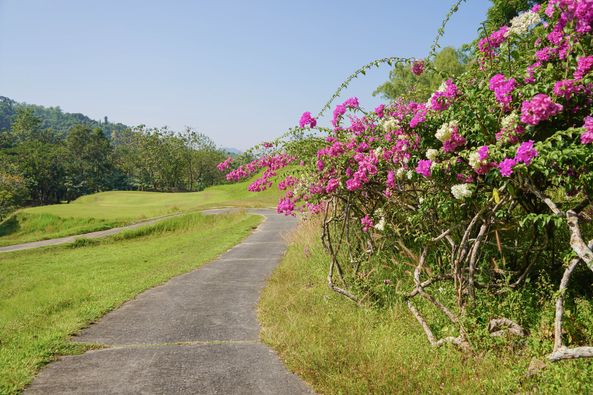 Wangjuntr Golf Park flower tree and nature Wangjuntr Golf Park flower tree and nature