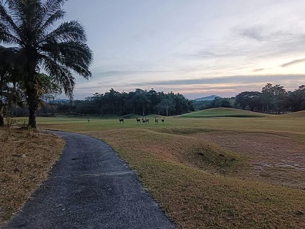 Wangjuntr Golf Park tree grass golf course and nature Wangjuntr Golf Park tree grass golf course and nature